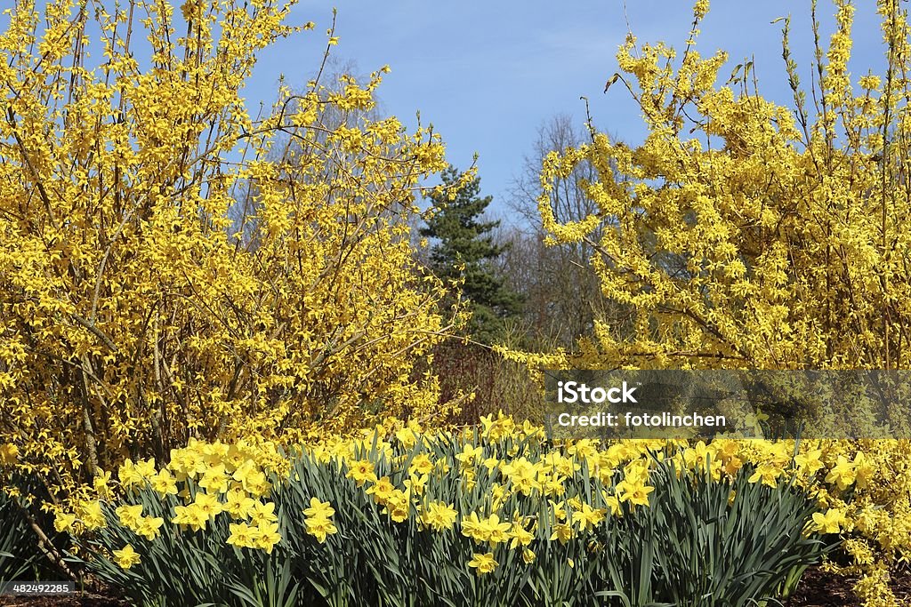 Frühling Eindruck - Lizenzfrei Baum Stock-Foto