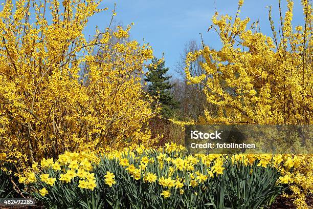 Frühling Eindruck Stockfoto und mehr Bilder von Baum - Baum, Baumblüte, Blau