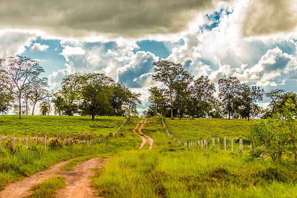 istock Pantanal landscape in Brazil, South America 482492453