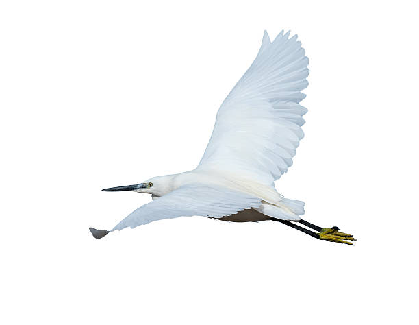 istock Little Egret in Flight on White Background 482494654