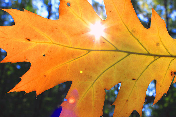 istock Colorful foliage in the autumn park close-up 482494844