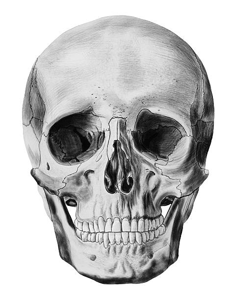 Illustration of human skull isolated on white background stock photo