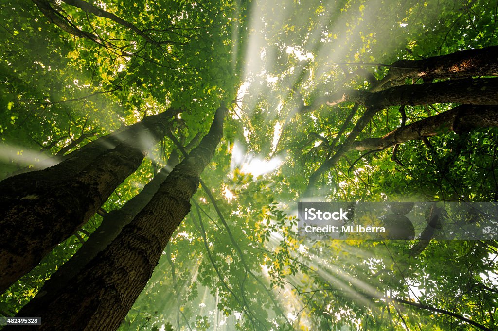 Beech tree forest misty sunshine rays of light Beech tree forest misty sunshine rays of light in north Poland. Directly Below Stock Photo