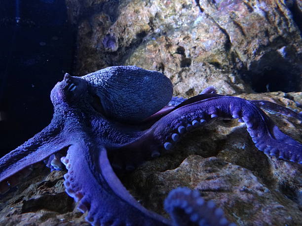 Octopus on a rock stock photo