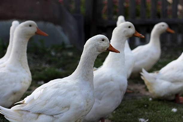 istock Ducks in the village 482496044