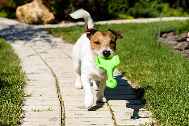 istock Dog inviting you to play 482496698