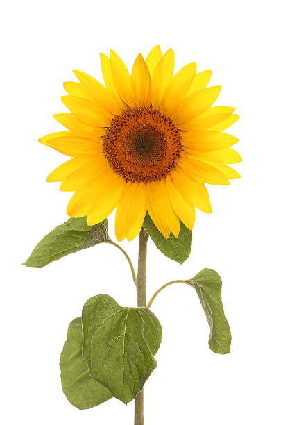 해바라기 아이리스입니다 전체 길이 - single flower sunflower daisy isolated 뉴스 사진 이미지