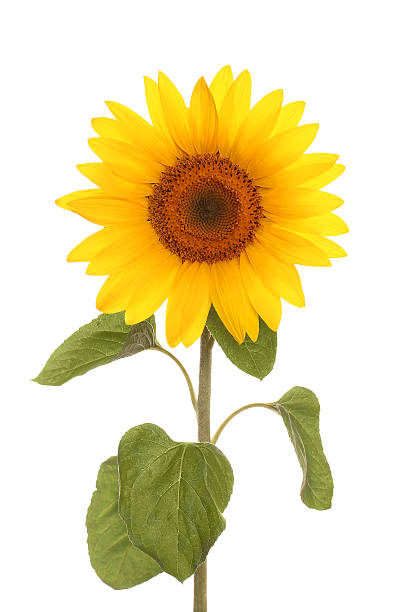 istock sunflower flower full length 482497085