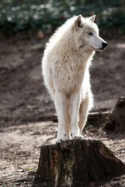 Arctic white wolf