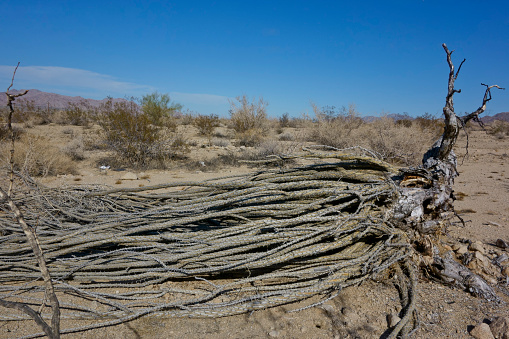 Fallen Ocotillo cactus large spiny dead sticks and roots on desert ground, California