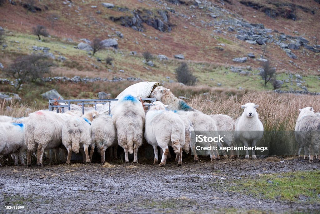 Hardy sheep at feeding station, Wales, UK Hardy sheep crowd around a winter feeding station, Snowdonia, Wales, UK 2012 Stock Photo