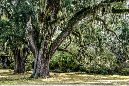 Live Oak tree draped in Spanish moss waits for the return of warmer weather. 