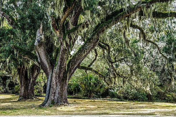 Carolina Winter Live Oak tree draped in Spanish moss waits for the return of warmer weather.  live oak tree stock pictures, royalty-free photos & images