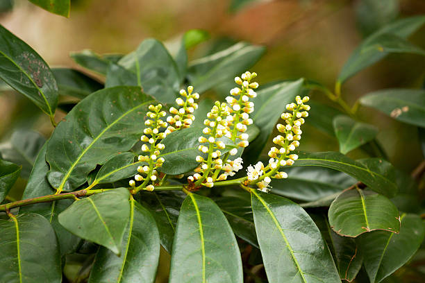 Blossom of cherry laurel in spring