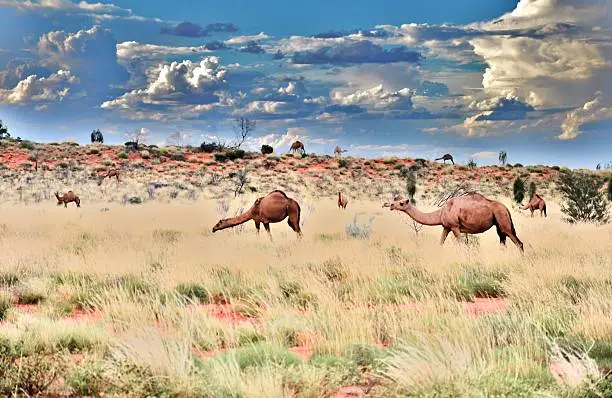 Australian wild camels roaming the desert around Uluru