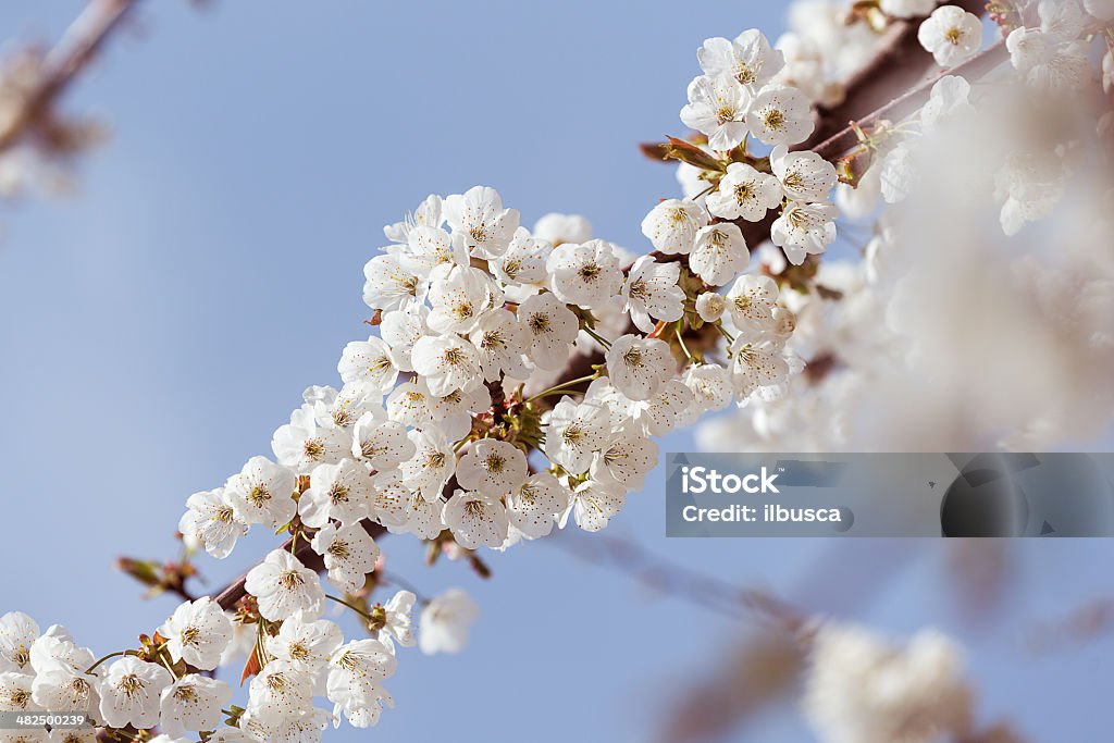 Frühling Blumen Geringe Tiefenschärfe - Lizenzfrei Apfelbaum Stock-Foto