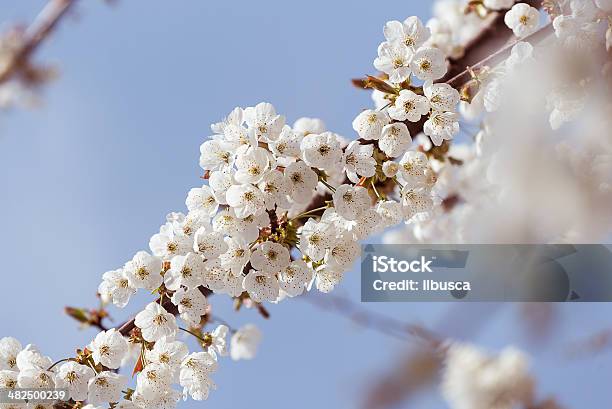 Frühling Blumen Geringe Tiefenschärfe Stockfoto und mehr Bilder von Apfelbaum - Apfelbaum, Ast - Pflanzenbestandteil, Baumblüte