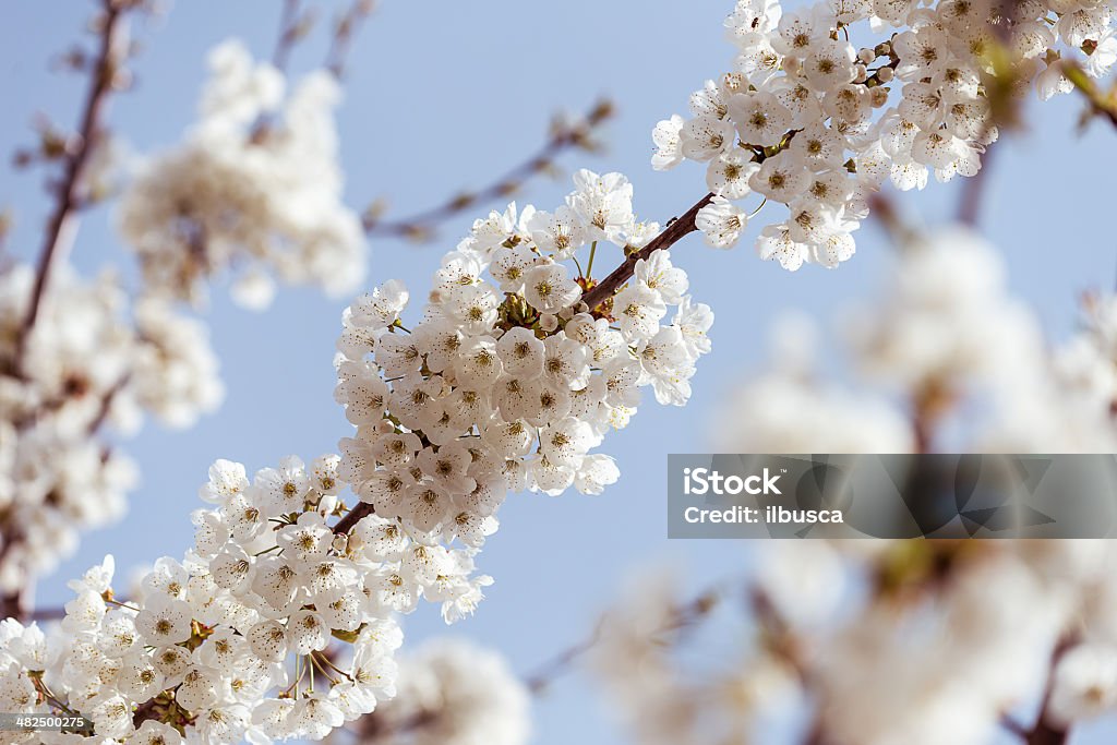 Primavera Fiori messa a fuoco differenziale - Foto stock royalty-free di Aiuola