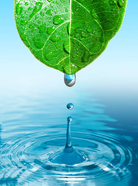 istock green leaf with water drop ans splash isolated o white 482500605