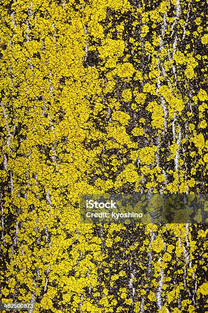 黄色のモス - ふわふわのストックフォトや画像を多数ご用意 - ふわふわ, やわらか, カラー画像