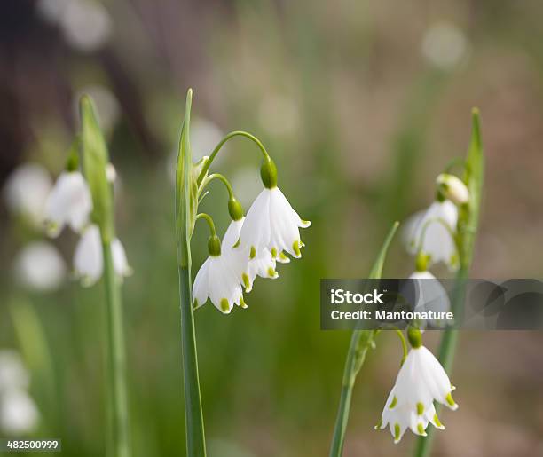 Verão Floco De Neve Leucojum Aestivum - Fotografias de stock e mais imagens de Ao Ar Livre - Ao Ar Livre, Beleza natural, Botão - Estágio de flora