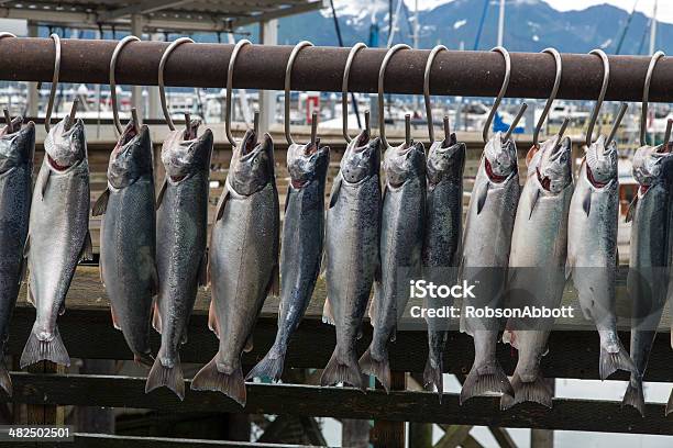 Salmón Seward Foto de stock y más banco de imágenes de Alaska - Estado de los EE. UU. - Alaska - Estado de los EE. UU., Pescar, Salmón coho