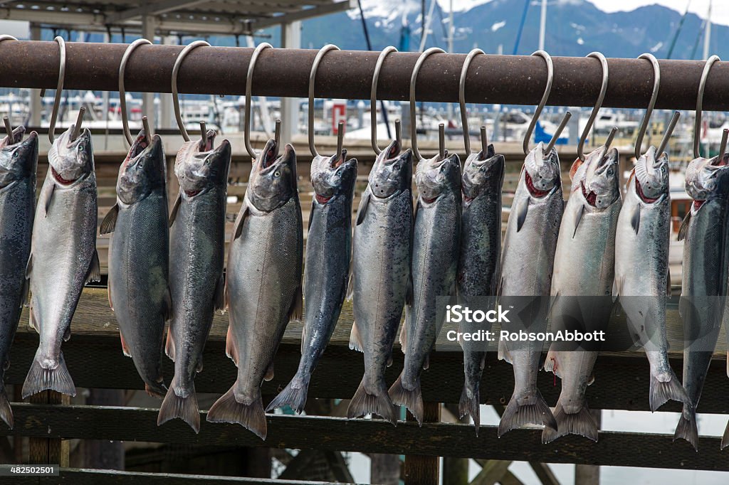 Seward Salmon A row of freshly caught salmon hang on display in Seward, Alaska. Alaska - US State Stock Photo