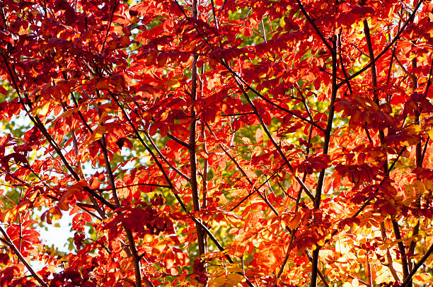 istock Autumn leaves in the trees 482502607
