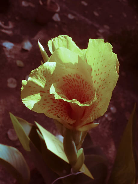 istock Flower of Canna indica 482502894