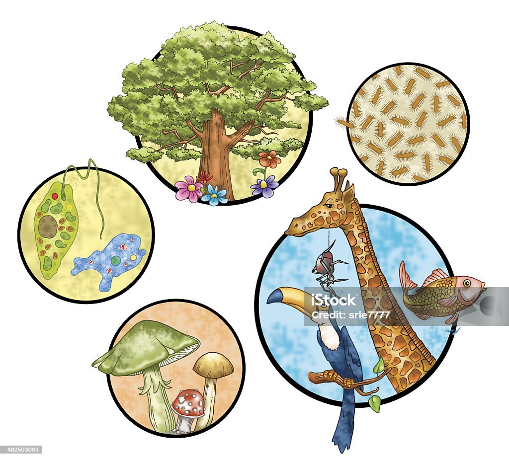 Five Kingdom Classification System Stock Photo - Download Image Now - Animal,  Fungus, Bacterium - iStock