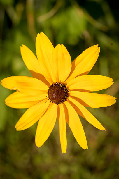 istock 