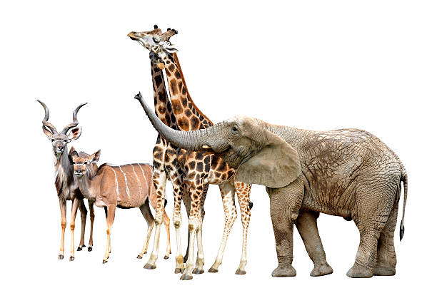 istock giraffes with elephant and kudu 482504057