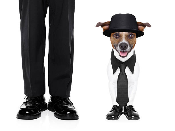 dog in tuxedo dog in tuxedo with black tie and black hat dog tuxedo stock pictures, royalty-free photos & images