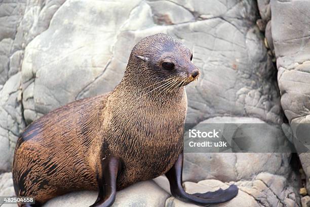 New Zealand Fur Seal Close Up Stock Photo - Download Image Now