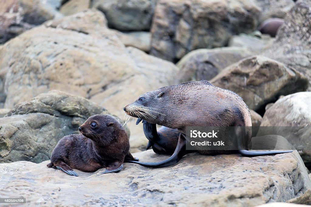 Fur seal mother and her baby on the rock Fur seal mother and her baby on the rock. 2015 Stock Photo
