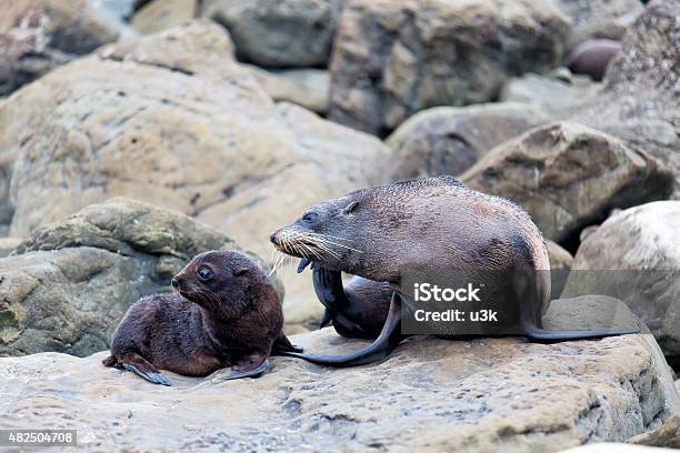 Fur Seal Mother And Her Baby On The Rock Stock Photo - Download Image Now - 2015, Animal, Animal Family