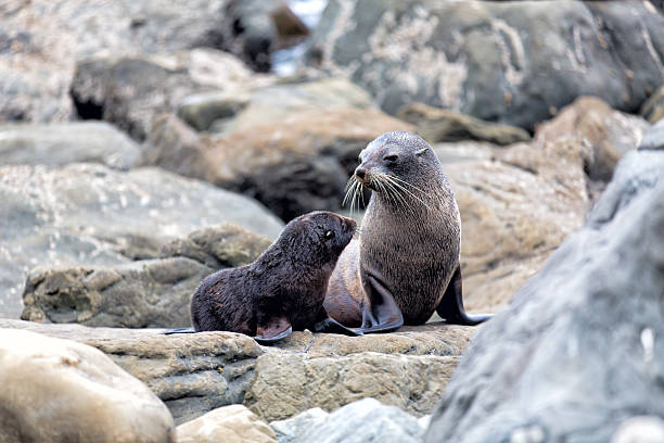 istock Fur seal mother and her baby 482504718