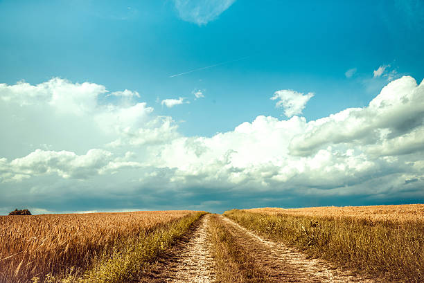 istock country lane among golden summer grain fields 482505220