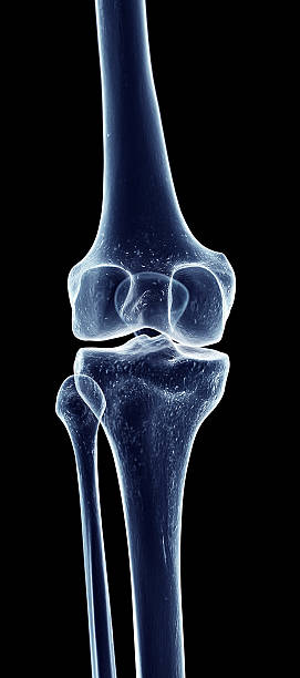 o joelho - healthcare and medicine the human body x ray image human bone - fotografias e filmes do acervo