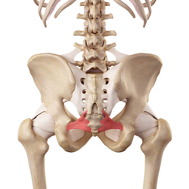 o ligamento sacroespinhoso - hip femur ilium pelvis - fotografias e filmes do acervo