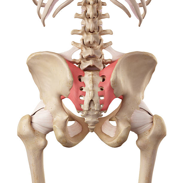 이 sacroiliac 인대 - hip femur ilium pelvis 뉴스 사진 이미지