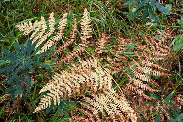 istock Autumn fern leaf with grass and weed background. 482506254