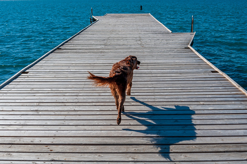 Irish setter running to the end of the dock.