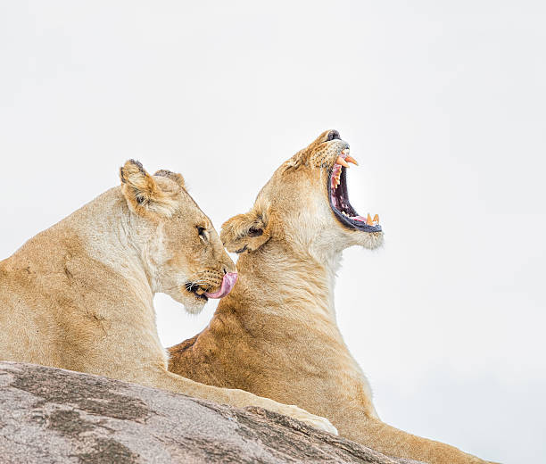 istock lionesses at wild - yawning and licking 482507669