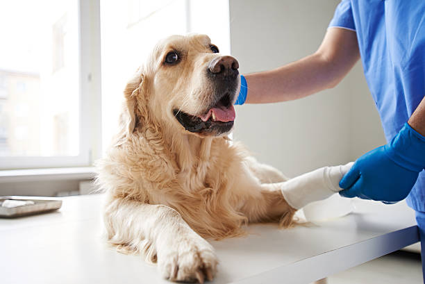 consolare feriti cane - animal recovery illness pets foto e immagini stock