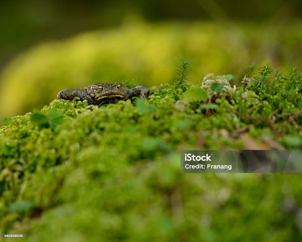 Common toad - bufo bufo common toad, bufo bufo Amphibian Stock Photo