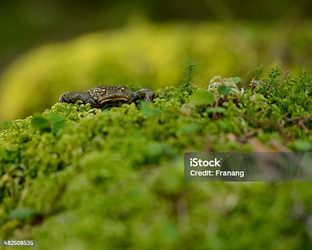 Common Toad Bufo Bufo Stock Photo - Download Image Now - Amphibian, Amplexus, Animal