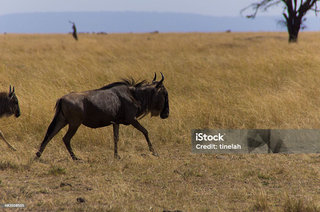 running wildebeest wildebeest running in Serengeti safari park in Africa . Africa Stock Photo