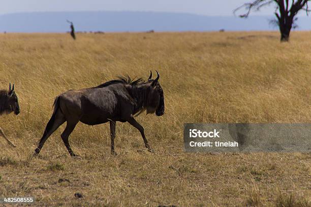 Running Wildebeest Stock Photo - Download Image Now - Africa, Animal, Animals In The Wild