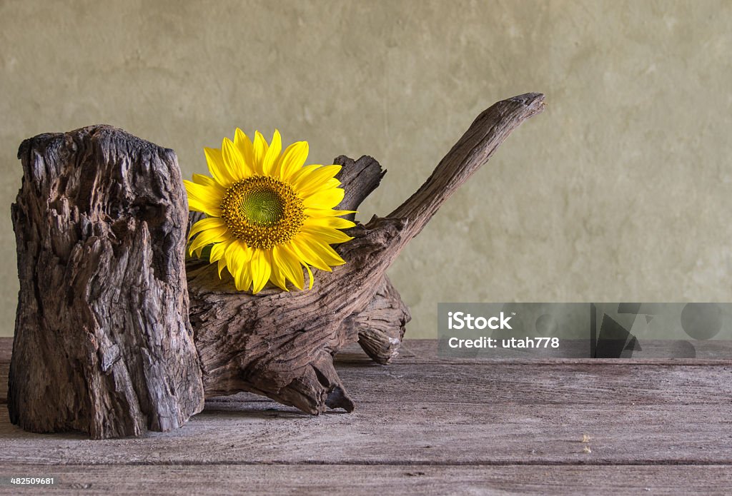 Stillleben schönen Sonnenblumen - Lizenzfrei Altertümlich Stock-Foto